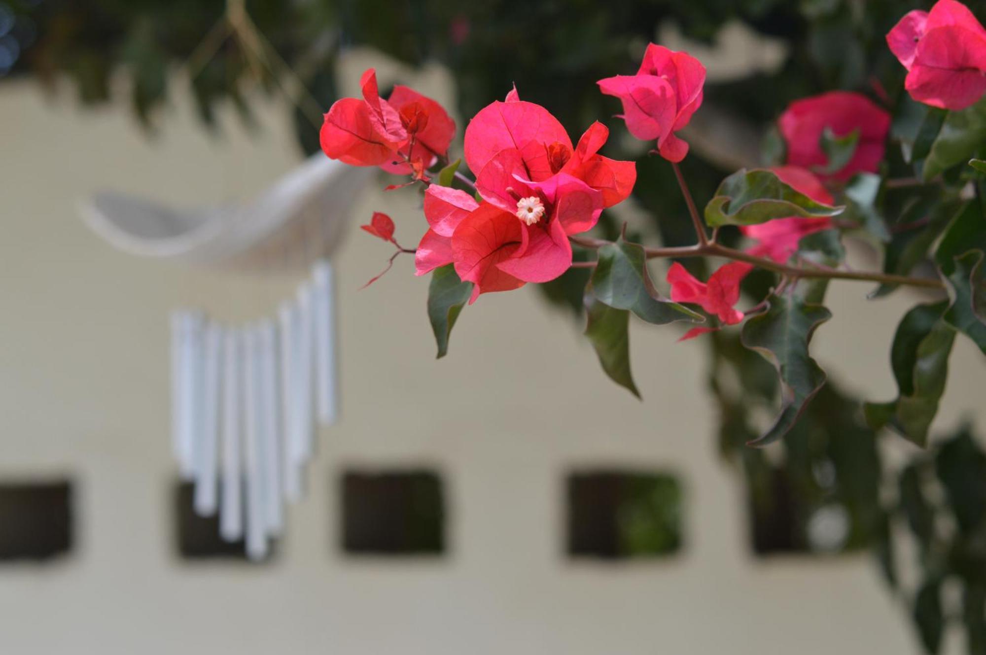 Cottage On Diamond Street سواكوبموند المظهر الخارجي الصورة